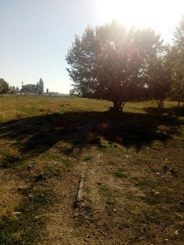 продаю дом участок село достук конечная 7 автобус: 37 соток, Для сельского хозяйства, Красная книга, Договор дарения — 4