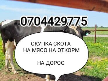 Айыл-чарба жаныбарлары: Сатып алам | Уйлар, букалар, Жылкылар, аттар | Күнү-түнү, Бардык шартта, Союлган — 1