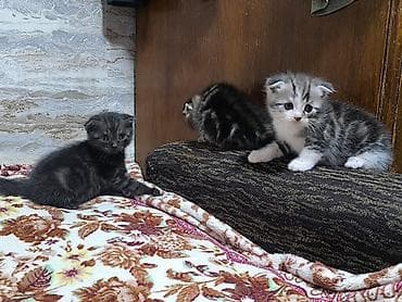 для кота: Продам котят !!! порода - скотиш фолд котята чистокровные, все — 6