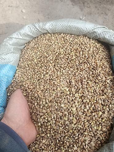 Мойки высокого давления: Семена (в мешке) - Насыпные семена мелкой фракции, просушенные и — 1
