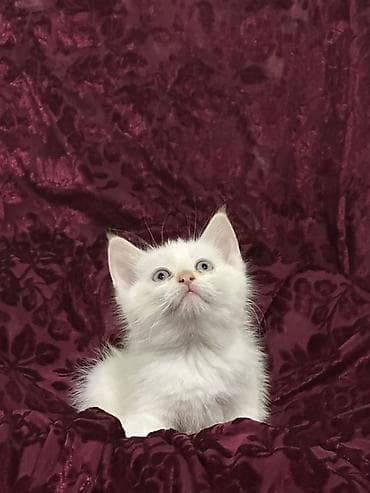 доберман купить щенка: Тайская, 2 месяца, Девочка, Биколор, Приучена к лотку — 2