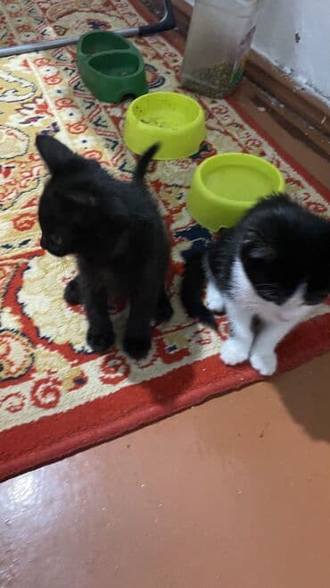 объявления о найденных собаках: Отдам в хорошие руки два мальчика и девочка, к лотку приучены кушают — 2