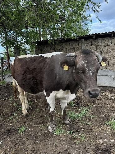 сухое молоко для животных: Продаю | Корова (самка) | Для молока | Стельные — 2