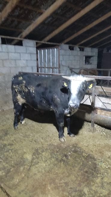 Продаю | Бык (самец) | На откорм at lalafo.kg Продаю | Бык (самец) | На откорм