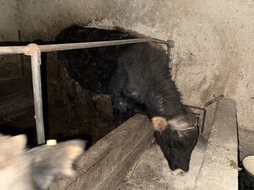 сколько стоит собака породы доберман: Сатам | Бука (эркек) | Аргын | Бордоп семиртүү үчүн | Байланган — 3