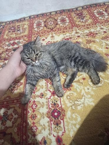 английская короткошерстная кошка: Пушистый полосатый котёнок с длинной шерстью и пышным хвостом — 5