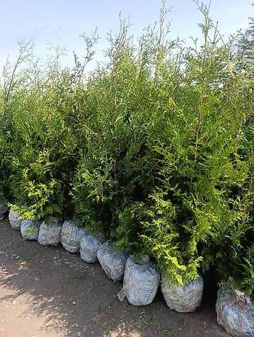 дерево: Продаются туи (Брабант)арча горная, ель голубая и ель тяньшанская — 1