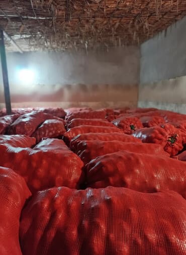 срочно продаю в связи с переездом: Картошка Пикассо — 1