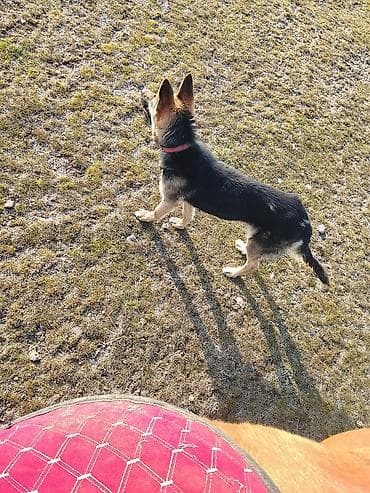 доберман купить щенка: Овчарка, 1 год, Самка, С прививкой — 1