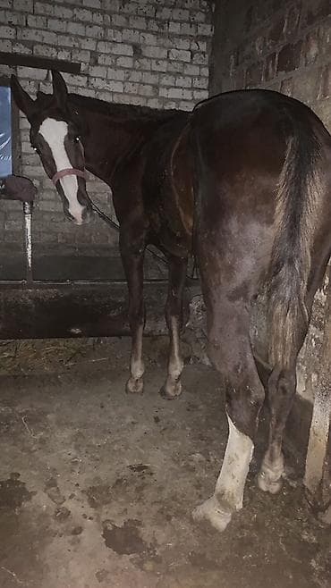 продажа арабских лошадей: Продаю | Жеребец | Рабочий — 2