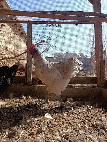 вислоухий сиамский кот: Продаю | Петух | Домашняя | Для разведения — 2