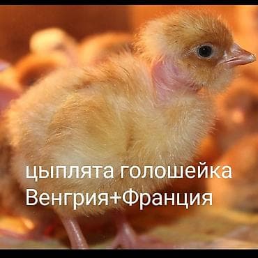 Продаю | Цыплята