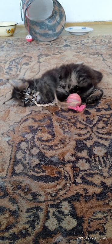 шотландская прямоухая кошка: Мейн-Кун!!! Тигрёнок 🥰. Продается Шикарный, чистокровный котик от — 6