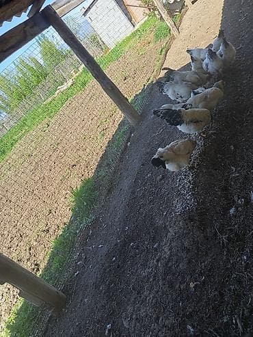 авган матки: Продаю | Куры | Несушки — 5