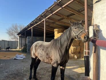 продам бу оборудование для птицефабрики: Продаю | Кобыла (самка) | Полукровка, Английская | Для разведения, Конный спорт | Племенные — 7