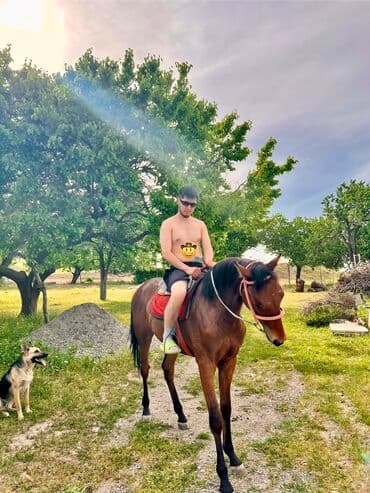 кой кыркыч: Продаю | Жеребец | Английская | Для разведения, Конный спорт | Осеменитель, Племенные — 1