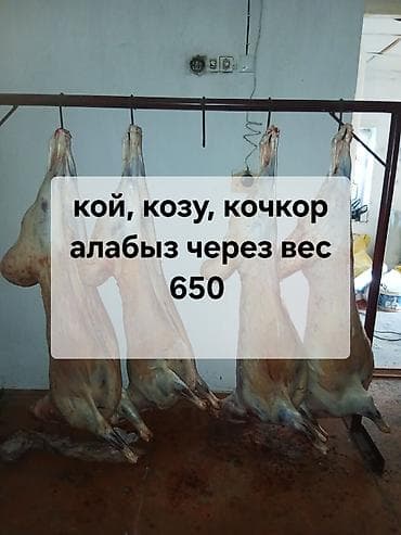 мясо дорпера цена: Свежие туши баранины: овцы, козлята, кочкоры. Забой и разделка — 1