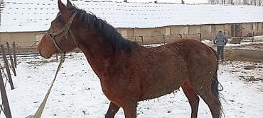Другие животные: Продаю | Конь (самец) | Полукровка | Рабочий — 2