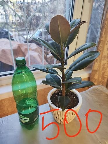 Фикус эластика (каучуконосный), комнатные растения в горшках — 2