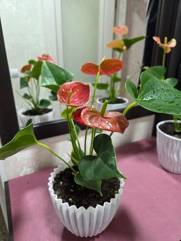 лампы для растений: Декабрист (Schlumbergera) — комнатный кактус с плоскими членистыми — 17