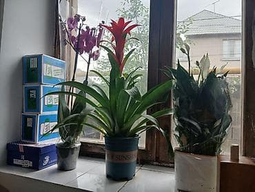 Уч гулду сатам