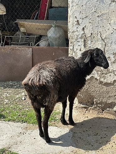 алабай сучка: Продаю | Овца (самка) | Для разведения | Матка — 3