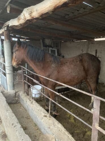 сколько стоит лабрадор собака: Продаю | Жеребец, Кобыла (самка) | Для разведения, Конный спорт, На забой | Племенные — 6