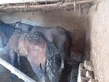 утята муларды купить: Продаю | Жеребец | Рабочий — 4