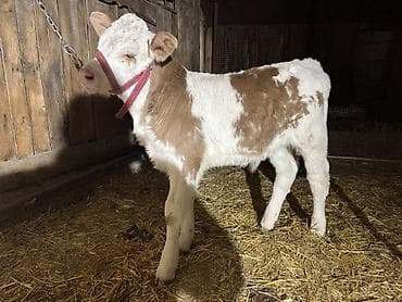 музо телята: Продаю | Музоо, торпок | Монбельярд | Для молока | Привязанные — 1