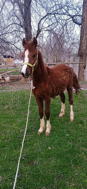 тук сена: Продаю | Жеребенок | Конный спорт — 1