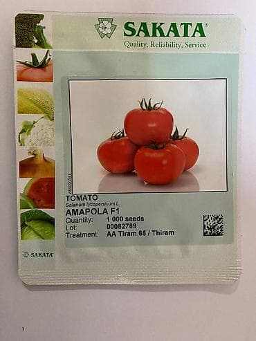 расада помидор: Семена томата Амаполо F1от компании sakata для открытого грунта (1000 — 1