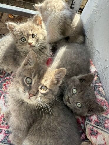 русская дымчатая кошка: Котята серо-дымчатых окрасов - На фото помёт из нескольких котят — 3