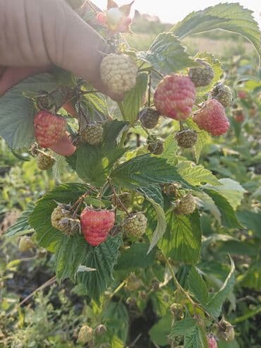 фисташки 1 кг цена бишкек: Малина Оптом — 5