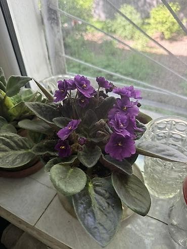 Комнатные растения: Сенполия (узамбарская фиалка) в горшке. Есть 2 штуки - Окраска — 2