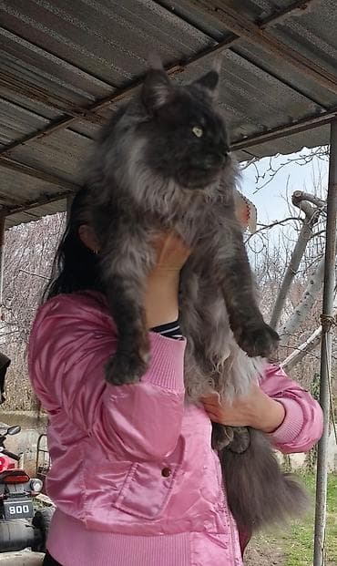 в связи с переездом отдам попугая жако в добрые руки: Вязка: Мейн-кун, Мальчик, 2 года, С документами, С прививками — 4
