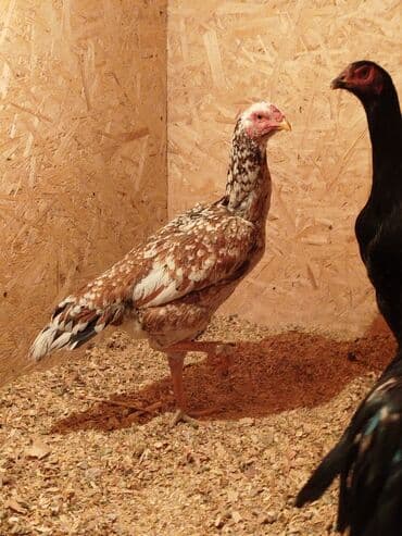 Дакан мекиш сатылат активный алмашу жолдору бар адрес Бишкек Заря