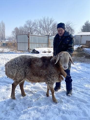 Продаю | Баран (самец) | Для разведения, На забой | Осеменитель