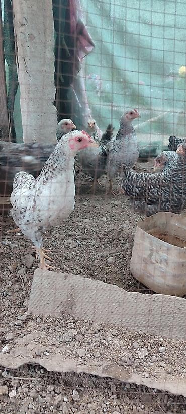 куры живые: Продаю | Цыплята | Домашняя — 1