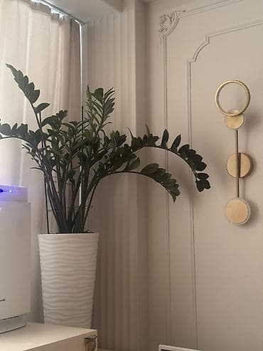 Долларовое дерево в декоративном кашпо