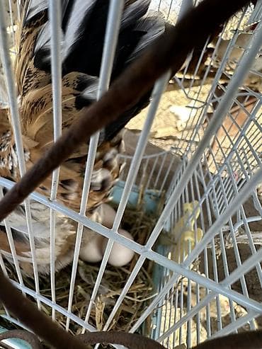 продаю животных: Продаю | Куры | Для разведения — 3