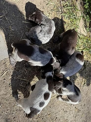 Дратхаар, 1 месяц, Самец