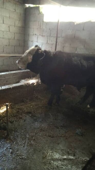 купить собаку доберман в бишкеке: Продаю | Бык (самец) | На откорм | Привязанные — 1