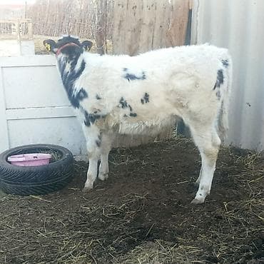 Үй жаныбарлары үчүн товарлар: Сатам | Музоо | Бельгия | Бордоп семиртүү үчүн — 4