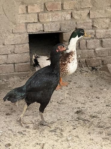 тооко: Продаю | Куры | Бойцовая | Для разведения — 1