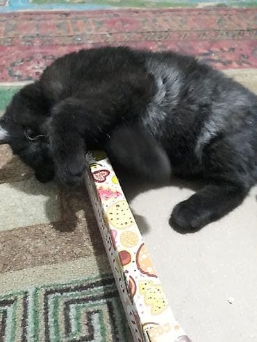 сиамская длинношерстная кошка: Беспородная, 4 месяца, Мальчик, Приучена к лотку — 3