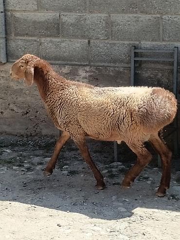 баранина живой: Продаю | Баран (самец) | На забой — 7
