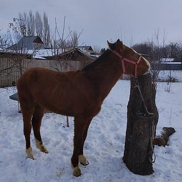 аренда лошади: Продаю | Жеребенок | Для разведения — 2