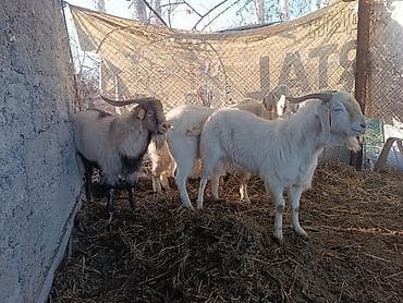 гусиный яйца: Продаю | Коза (самка) | Для разведения — 6