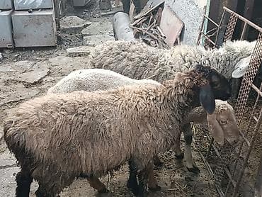 кошка домашный: Продаю | Овца (самка), Баран (самец) | На забой, Для разведения — 2