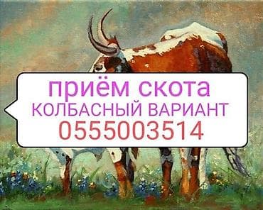 Колбаса цехи : Башка а/ч жаныбарлары, Уйлар, букалар, Жылкылар, аттар, | Күнү-түнү, Бардык шартта, Союлган